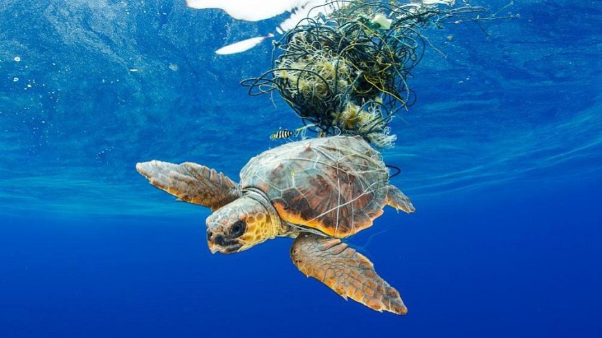 Plastic is causing extinction of sea reptiles