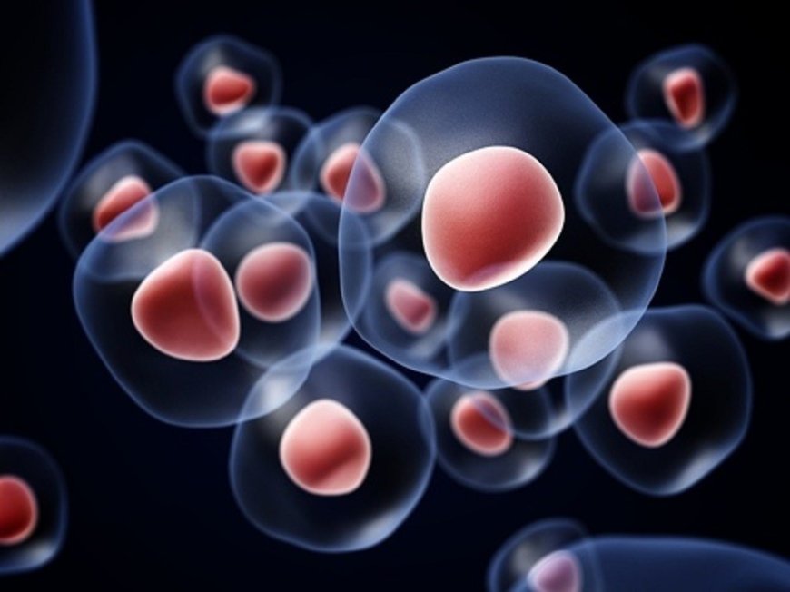 New Stem Cell Protein Greatly Increases Supply of Life Saving Cells
