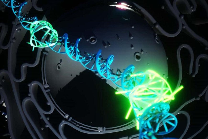 Rare four stranded DNA, first discovered