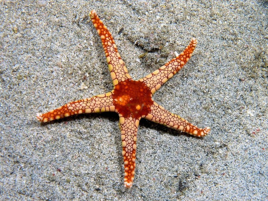 New starfish-like fossils suggest evolution is in action