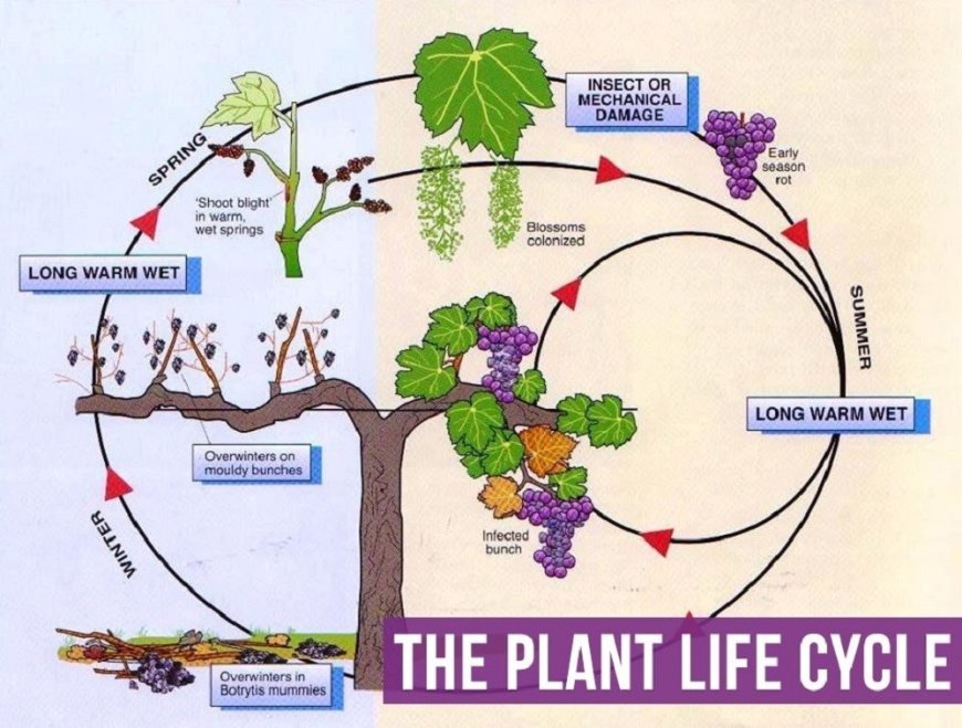 Introducing children to the life cycle of plants
