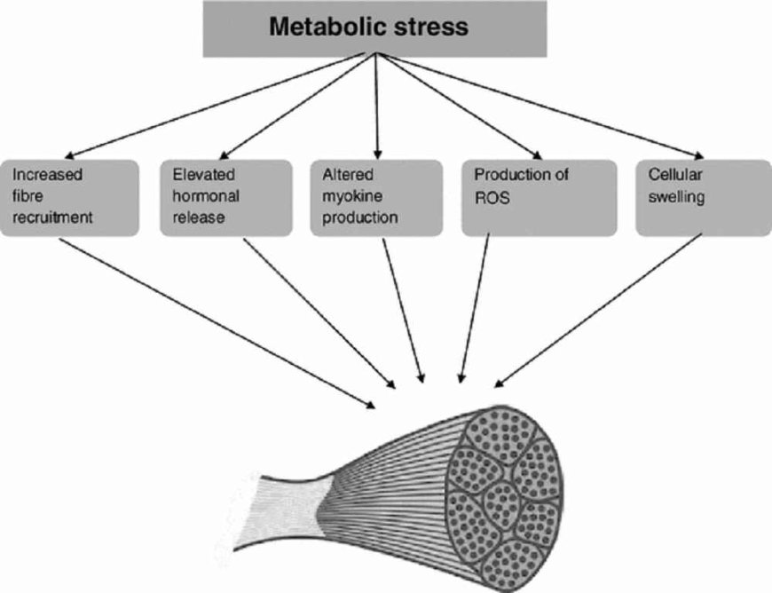Metabolic stress: definition, causes and consequences