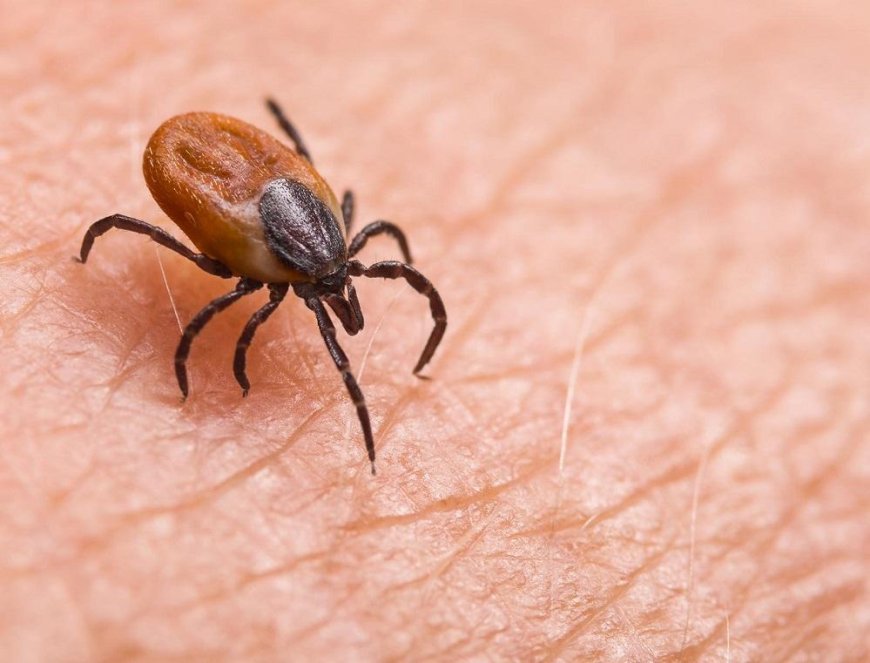 The New Lyme Disease
