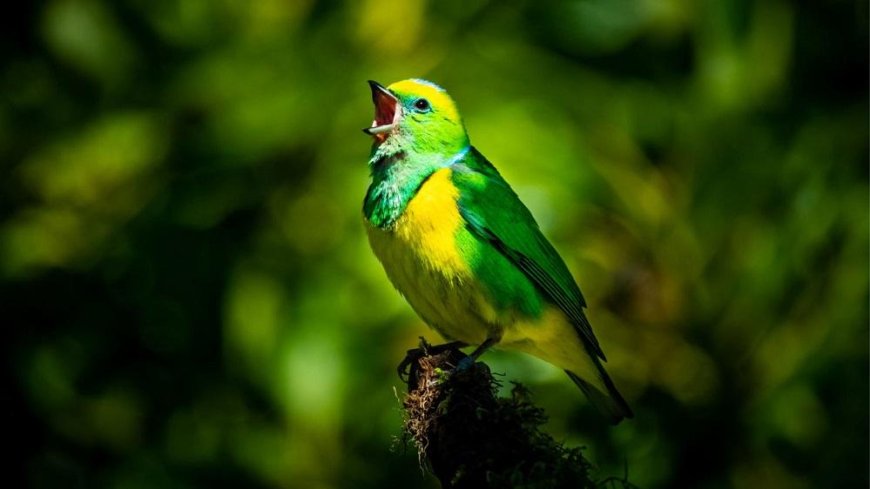 The best rest: forest noise and singing birds