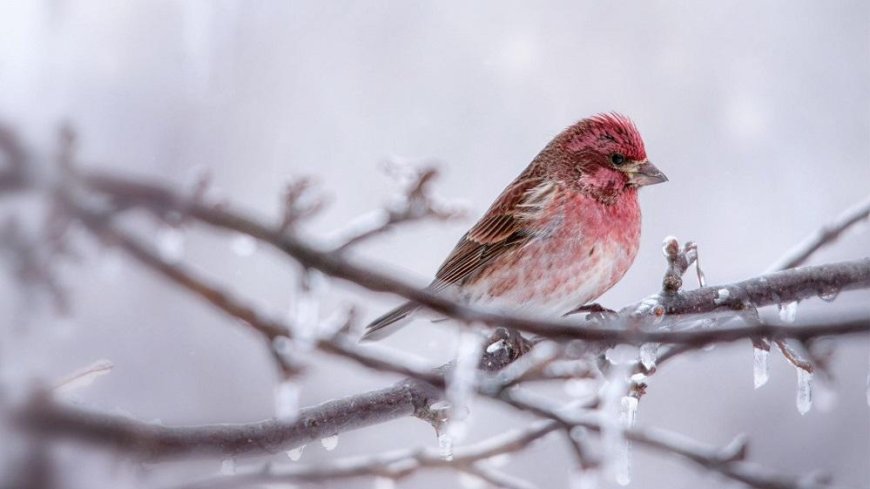 Birds in the winter. What and how to feed them